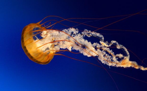 Jellyfish0