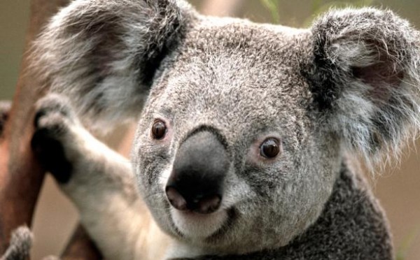 Koala0