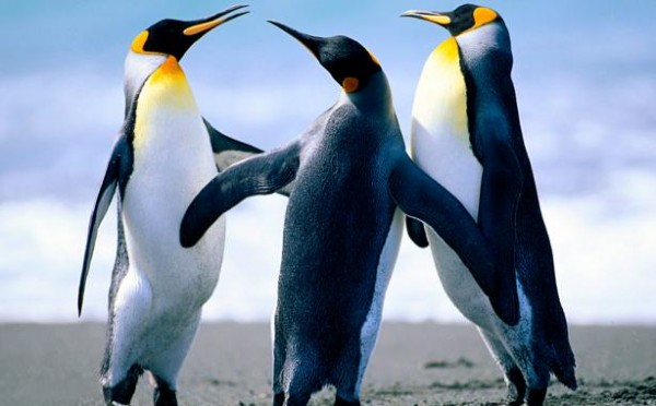 Penguins0